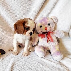 Full cavalier king Charles Boy/Cavalier king Charles spaniel/Male/11 weeks,This little pup are adorable and cavaliers make fantastic pets. Mum is a loved family pet and here to view along side of pup. This is the last little one boy and he's such a cheeky character likes to talks back to you and very confident. He has his first vaccine, puppy pack and micro-chipped. He is ready to leave. He is used to house hold noises and other dogs and cats. Please msg if interested. Thank you