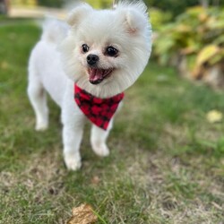 Adopt a dog:Jango /Pomeranian/Male/Young,Introducing Jango AKA Teddy, the happy-go-lucky Pom! ? This 6Lb 4 year old boy is most content right next to or on top of his person. Jango is outgoing and friendly to people and loves playtime with other dogs. He's working on housebreaking and is extremely food motivated. Jango is great on the leash during walks. His big smile, tiny wagging tail, and cuddly nature will absolutely melt your heart. Get ready for lots of love and snuggles! ??