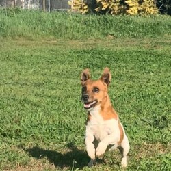 Jack Russell puppies /Jack Russell Terrier/Both/Younger Than Six Months,Jack Russell pups short hair ready for their forever homes born on the 19/9/23 have been vaccinated, microchiped,wormed, vet checked and flead.They are very playful and full of life.Lucy is 4 and half years old l would like older person who would like companionship. Not for breeding. $300Call Joe on ******3913. Please do not text. REVEAL_DETAILS 