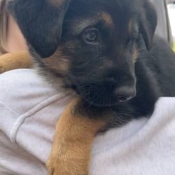 German shepherd puppies /German Shepherd Dog/Both/Younger Than Six Months,German shepherd puppies, born 7/8/23 ready for their new homes on the 2/10/23. Vax, microchipped and wormed. Well socialised with children. 2x males and 1x female 