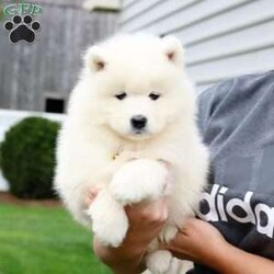 Tessa/Samoyed									Puppy/Female	/7 Weeks,Hey there, it’s Tessa and I am searching for a loving, forever family. I promise I will completely change your life for the better and will do my best to always be a good puppy.