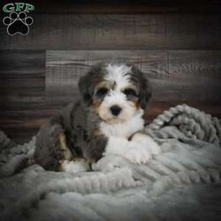 Wallo/Mini Bernedoodle									Puppy/Male	/8 Weeks,Hi there! I’m an F1 Mini Bernedoodle. I’m well socialized and ready for my forever home. Call or text to adopt me today. 