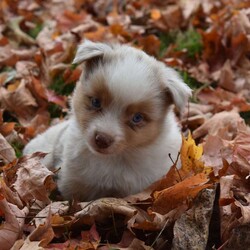 Theadore/Miniature Australian Shepherd									Puppy/Male	/9 Weeks,You will have to love little Theadore. He is a Quirky little fellow that will bring a lot of joy to your life! Call us with any questions and for more pictures and videos.