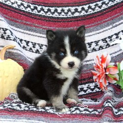 Eden/Pomsky									Puppy/Female	/7 Weeks,This baby girl is ready to find her forever home! She is expected to be 20-25 lb full grown. She is being family raised with children and is very well socialized. She is up to date on all vaccines and preventive deworming. We encourage you to come meet her in person, however if you are out of the area, we offer facetime calls! If you have any questions or would like to make a deposit to place her on hold, give us a call/text or send us a message. All of our puppies go home with their proper paperwork, a 2 year genetic health guarantee, 30 free trail of Trupanion Pet Insurance, pre-paid registration that is emailed to you once you bring your puppy home, a pre-paid online K9 Master Class and microchipped. Each of our puppies also go home with some food to transition on, NuVet & treats. We do accept Venmo & PayPal