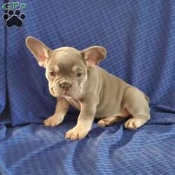 Rocky/Frenchton									Puppy/Male	/8 Weeks,Rocky is a very sweet  and friendly puppy.  He has blue eyes,  he loves to play with children  and his siblings. Please see my video below. 