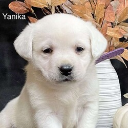 Yanika/Yellow Labrador Retriever									Puppy/Female	/5 Weeks,We are excited about our litter of stunning white English lab puppies! They are stocky, big boned pups with amazing English traits.  Our puppies are family raised and enjoy spending lots of time with us and our children, they are held and played with daily. Both parents are Pennhip tested and DNA tested clear of EIC,PRA,CN,DM, and HNPK.  The father weighs 98lb,a big playful boy who loves attention. The mother weighs 85lb, a sweet friendly girl who loves everybody,very gentle. If you’re interested in giving one of our precious fur babies a furever home, please contact us. We accept cash or PayPal only. Price is for limited registration (pet price) full registration (breeding rights) available for $3000.00. Puppies will be health checked, current on vaccines and dewormed regularly. 