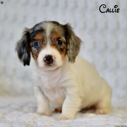 Callie/Dachshund									Puppy/Female	/6 Weeks,Callie is a sweet little dashund girl with lots of love to share!She currently lives with the Zimmerman