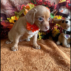Adopt a dog:Daizie/Dachshund/Female/Baby,Hi!! My name is Daizie and I am a 10 week old doxy / chi mix looking for my FurEVER and EVER family!!! I will grow to be about 12lbs and will be the sweetest girl you could ever meet!!! I love everyone I meet and everyone loves me!! If you are looking for a loving loyal companion who is super smart , house broken, playful and cuddly, let’s chat!! Text for more info/ application 408-849-1080

