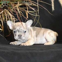 Autumn/French Bulldog									Puppy/Female	/7 Weeks,Sweet, playful and full of life. This dear little girl is family raised with lots of TLC. She is well acclimated with kids and is sure to make the perfect pet for you. Autumn is up to date with her first puppy shots and dewormers and has been vet checked. A health guarantee is provided. Call soon to make this wonderful AKC registered pup your own! She is ready for her new home October 23.