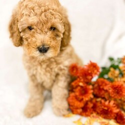 Puddels/Cockapoo									Puppy/Male	/8 Weeks,Hi I’m Puddles! I’m a F1bb cockapoo with red, curly, soft fur. I enjoy playing with my brothers and sister whenever I get a chance! I love snacks and making plenty of time for snuggles! I’m in the early stages of potty training and I’m up to date on all my vaccines. When I find my new home I bring a “Puppy Care Package” with me! It has a bag of the food I’m use to, some teething bones, and a favorite toy of mine. I also come with a year health guarantee.