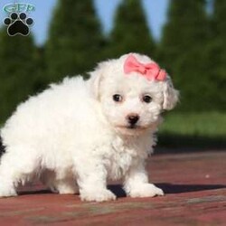 Abby/Bichon Frise									Puppy/Female	/6 Weeks,Meet Miss Abby a cutie like this is a rare find! Imagine coming home to her every night, the cutest fur baby who is always waiting eagerly with an endless number of kisses. Tiny but mighty her personality is bigger than life. Her gentle nature, intelligence, and undeniable cuteness will bring warmth and happiness to your home. With her cute puppy dog eyes and her winning ways, she is sure to have you wrapped around her little paw in no time! Don’t miss out on a lifetime of cuddles and play!!