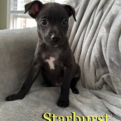 Adopt a dog:Starburst/Mixed Breed/Female/Young,You can fill out an adoption application online on our official website.Starburst is 1 of 10 babies born to mother Candy. Mom Candy is a small 20-30lb young adult who is sweet as sugar. The babies were born on September 8th, 2023 and will be available to go home at 8 weeks old on November 3rd, 2023. Feel free to put in an application in advance to get approved today!

To apply: https://papitstop.org/adoptable