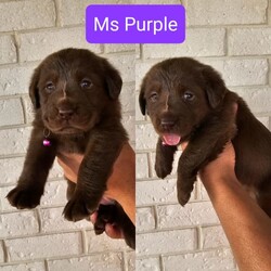 Purebred Labrador Retriever Puppies/Labrador Retriever/Both/Younger Than Six Months,7 adorable, healthy, purebred labrador retriever puppies. Currently 3 weeks old. Born on the 27th of September 2023. Will be ready for their new homes on the 11th of November (Saturday). Will come with vaccination, wormed every 2 weeks and microchipped.Dad - dudley labrador - is purebred and pedigree paperedMum - chocolate labrador - is purebred but not papered.So pups won't be papered.Price is VERY negotiable as we are selling our pups as pets and want them to find a loving home. Mum and Dad are also available for viewing. Please don't hesitate to message for more details and about pricing.Breeder Identification Number (BIN) : 0012952060704