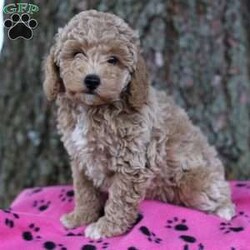 Muffin/Bich-Poo									Puppy/Female	/9 Weeks,Meet Muffin our beautiful little Bichpoo. She is up to date on vaccinations and dewormers. Muffins is family raised and well socialized and loves attention. She is 3/4 Poodle and 1/4 Bichon. She will be a great and very loyal companion!