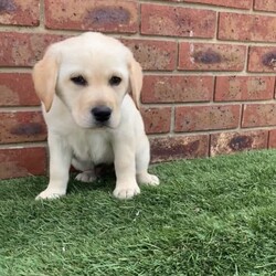 Pedigree Labrador Puppies( price is negotiable )/Labrador Retriever/Male/Younger Than Six Months,If you see my ad, yes pet is still for sale.Beautiful black and yellow ( males and females) Labrador puppies are looking for forever home. DOB is 10/08/23 and pups are ready to go now. Pups will come with: first vaccination, microchip, health certificate from Vet and wormed every 2weeks since born. Parents got Excellent hip/elbow scores and DNA tests and Eyes tests.Dad is yellow colour: Hip 3 / Elbow 0Mum is black colour: Hip 6 / Elbow 0Mum is medium size 28kg and Dad is 35kgMum is available for view.If you are interested send me a message please.956000016351079956000016330949956000016340232956000016334080
