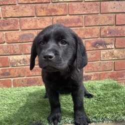 Pedigree Labrador Puppies( price is negotiable )/Labrador Retriever/Male/Younger Than Six Months,If you see my ad, yes pet is still for sale.Beautiful black and yellow ( males and females) Labrador puppies are looking for forever home. DOB is 10/08/23 and pups are ready to go now. Pups will come with: first vaccination, microchip, health certificate from Vet and wormed every 2weeks since born. Parents got Excellent hip/elbow scores and DNA tests and Eyes tests.Dad is yellow colour: Hip 3 / Elbow 0Mum is black colour: Hip 6 / Elbow 0Mum is medium size 28kg and Dad is 35kgMum is available for view.If you are interested send me a message please.956000016351079956000016330949956000016340232956000016334080