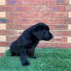 Pedigree Labrador Puppies( price is negotiable )/Labrador Retriever/Male/Younger Than Six Months,If you see my ad, yes pet is still for sale.Beautiful black and yellow ( males and females) Labrador puppies are looking for forever home. DOB is 10/08/23 and pups are ready to go now. Pups will come with: first vaccination, microchip, health certificate from Vet and wormed every 2weeks since born. Parents got Excellent hip/elbow scores and DNA tests and Eyes tests.Dad is yellow colour: Hip 3 / Elbow 0Mum is black colour: Hip 6 / Elbow 0Mum is medium size 28kg and Dad is 35kgMum is available for view.If you are interested send me a message please.956000016351079956000016330949956000016340232956000016334080
