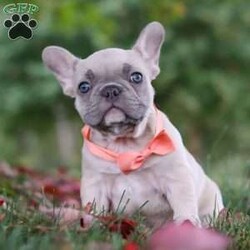 Megan/French Bulldog									Puppy/Female	/12 Weeks,Introducing our AKC, Blue Fawn French Bulldog named Megan! She is being raised in a loving and nurturing environment, receiving all the attention she deserves. We do our best to help our puppies mature into a confident and adaptable dog, as well as making that the transition to your home go as smooth as possible. Megan loves playing with her toys and hanging out with her people, she definitely has the Frenchie personality: super friendly, playful & sociable! Her Mama Blaire, is gorgeous girl, she is the best Mama to her puppies! The handsome dad is named Cowboy, we love him to death. All the puppies are up to date on all necessary vaccines & dewormer, have been vet checked and our one year genetic health guarantee & AKC Registration is included. For any more information or to schedule a visit, please call us. All Sunday calls will be returned on Monday. -Jeremiah & Melody Miller Family (Please note: Per Ohio State Law, Sales tax will be charged on this puppy.)