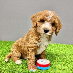 Moe/Cavapoo									Puppy/Male	/8 Weeks,Hi my name is Moe. I am an F1B Cavapoo. I love to cuddle and play. I am well socialized and have been rasied around young children. I come with a one year genetic health guarantee. I have been vet checked and microchipped. I am current on all my de-wormer and vaccines. If you would like more pictures or additional information please call or text Aaron. We can also Facetime. 