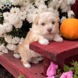 Mia/Havanese									Puppy/Female	/6 Weeks,  Mia is a precious little cream and white Akc registered havanese puppy! Super sweet friendly personality! Family raised and well socialized! Up to date with all shots and dewormings! Comes with a health guarantee! Delivery available! Contact us today to get your new family member!