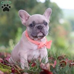 Megan/French Bulldog									Puppy/Female	/12 Weeks,Introducing our AKC, Blue Fawn French Bulldog named Megan! She is being raised in a loving and nurturing environment, receiving all the attention she deserves. We do our best to help our puppies mature into a confident and adaptable dog, as well as making that the transition to your home go as smooth as possible. Megan loves playing with her toys and hanging out with her people, she definitely has the Frenchie personality: super friendly, playful & sociable! Her Mama Blaire, is gorgeous girl, she is the best Mama to her puppies! The handsome dad is named Cowboy, we love him to death. All the puppies are up to date on all necessary vaccines & dewormer, have been vet checked and our one year genetic health guarantee & AKC Registration is included. For any more information or to schedule a visit, please call us. All Sunday calls will be returned on Monday. -Jeremiah & Melody Miller Family (Please note: Per Ohio State Law, Sales tax will be charged on this puppy.)