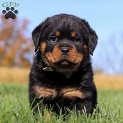 Buddy/Rottweiler									Puppy/Male	/8 Weeks,Meet Buddy! This stunning boy is an AKC registered Rottweiler pup. In addition to his glistening coat and bright, intelligent eyes, he has a sharp wit and picks up on new things fast. This little guy sports a chunky, adorable body and a typical Rott demeanor, calm, confident, and courageous. Rottweilers are an excellent choice for a family dog. The aloof demeanor that these world class protectors present to outsiders belies the playfulness, and downright silliness, that endear Rotties to their loved ones. Early training and socialization is key in harnessing these pups’ high drive nature. We try and get them off on the right foot and pair them with families who will keep this up. A well raised Rott is a loyal guardian for life. We love this breed and love to give people the chance to share their home with this special type of dog. 