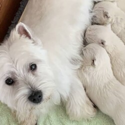 West Highland Terrier Babies soon ready for their new homes./West Highland White Terrier/Both/Younger Than Six Months,We have male and female westie puppies ready for their new homes from 5th November.The West Highland Terrier is a friendly, sturdy and spunky little breed.They are extremely confident and adaptable, this breed does not lack in self esteem.A Westie will be quick to announce an incoming visitor and then welcome them with a grin and a gaily wagging tail.The parents of this litter have all of these traits, they love people and get along with other pets and are very well mannered.Our Westie babies have been raised in our home with love and cuddles from day one.They are very confident and love to play and snuggle.These babies have had their first vaccination and have been microchipped, they have had a vet health check and and the new owner will get that report.They have a puppy pack to help them settle into their new home, it contains a blanket and toy that has the siblings and mothers scent, a bag of Royal Canin puppy biscuits which the puppy has been raised on to ensure optimum puppy health, and a puppy information folder with feeding guidelines and vet health documents.These little puppies are absolutely gorgeous and are for loving homes only.RPBA816