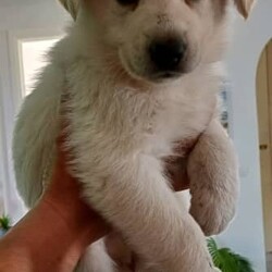 White PureBred German Shepherd Pups For Sale/German Shepherd Dog/Both/Younger Than Six Months,5 x Females2 x MalesPureBred White German ShepherdWe are delighted to announce that our White German Shepherds have had their second litter.They will be sold fully vaccinated, microchipped, flead and wormed and will be available to go to their loving families in 3 weeks.As shown in the photos, mum (Gemma) is snow white and dad (Buddy) is blonde white.They are both very gentle and playful with our children, yet both incredible guard/watch dogs.