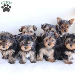 Charlie/Yorkie									Puppy/Male	/8 Weeks,Charlie is 1 of 7 in his litters , his approx adult weight is 5-7lbs , he is sweet , spunky and energetic !! We adore him and the rest of his litter . 