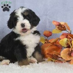 Beth/Bernedoodle									Puppy/Female	/6 Weeks,Fuffy,Cute are just a few words I would use to describe Beth.She comes up to date on all her shots and wormer.Tracy the Mother weighs 85lbs and Oliver the Father weighs 65lbs for more information about this sweetheart contact Barbara.