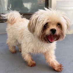Adopt a dog:Zoey/Shih Tzu/Female/Senior,Are you looking for a companion who will stick by your side through thick and thin? Have you found yourself yearning for a best friend with whom you can cuddle, share secrets, and spend lots of quality time? Hi, I'm Zoey, and if you said 