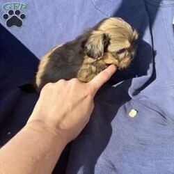 Scarlet/Shih-Poo									Puppy/Female	/8 Weeks,Scarlet is an adorable little girl who loves to play. She is puppy pad training and is utd on shots and dewormer and will remain tiny grown 