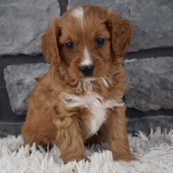 Miles/Cavapoo									Puppy/Male	/6 Weeks,I offer a 1 year health guarantee.  Up to date on shots and dewormings.  I’m looking for a loving indoor home. Shipping options are available anywhere in the US. All Sunday calls are returned on Mondays. 