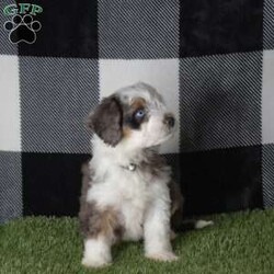 Lady/Mini Aussiedoodle									Puppy/Female	/8 Weeks,Lady is a beautiful blue merle mini ausssie doodle.She has blue eyes. and does very good with small kids