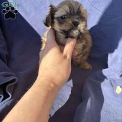 Scarlet/Shih-Poo									Puppy/Female	/8 Weeks,Scarlet is an adorable little girl who loves to play. She is puppy pad training and is utd on shots and dewormer and will remain tiny grown 