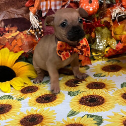 Adopt a dog:Cap’n/Dachshund/Male/Baby,Pug/ Doxy 8 weeks 

Hi! My name is Cap’n  and I am a pug / doxy mix aka Daug I am 1 of 7 siblings looking for my FurEVER and EVER family! I am a sweet, friendly - loyal family pup that does well with anyone and EVERYONE!!! and very loving little boy who will weigh about 12 lbs as an adult!! If you are looking for a loyal companion to add to your family - let’s chat!! Text 408-849-1080

? Cap’