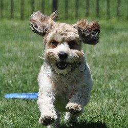 Adopt a dog:me/Havanese/Male/Adult,Oh, my! What a sweet boy Max is! A Cavanese, his father was 100% Cavalier, and his mom was 100% Havanese. He's 3 years old, weighs 35 pounds and sports a tricolor medium length coat that's soft to the touch. And his temperament? We already said he's sweet, and to that we can add that he does well with all dogs and cats. (Not all cats like him, though.) He does very well with kids, too, except that he doesn't understand that he needs to be gentle with younger ones. He enjoys going to daycare where he plays with everyone until he decides he needs a bit of a rest. Max uses potty bells when he needs to go out. He does have some food allergies which means he has some dietary restrictions. So! If his mom was 100% and his dad was 100%, does that mean he's 200%? Yup! 200% wonderful! NOTE FROM CURRENT OWNER: Max needs another active animal for companionship to deal with major separation anxiety. He pulls on leash Preferably not attached dwelling, barks at strange noises to protect owner. Can't be left totally alone, will result in barking and gut flare up. Owner gets sitters or extended daycare, he thrives in daycare surrounded by animals & humans. (posted 10/26/23, R)
ADOPTION: $250.00