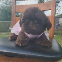Tiny tina/Shih Tzu									Puppy/Female	/9 Weeks,Tiny tcup shihtzu 1 pound at 9 weeks old, sooooo tiny mom is 3 pounds Dad is 4 pounds, will stay tiny, she loves to fit in your purse, & be  carried  around,  she loves to be held and gives kisses all day long, she’s wee wee pad trained and extremely smart, she was reduced  significantly,  so grab her before she’s gone!! I can ship, shipping is extra thanks, call me direct if you want her!! I’m a very reliable reputable breeder, I breed for health & temperament,  call us! 