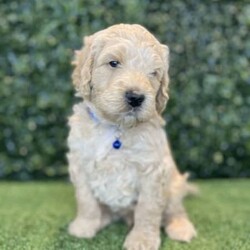 Adopt a dog:5 x F1b Standard Groodles (DNA Clear) Free Delivery Sydney//Male/Younger Than Six Months,5 x beautiful purebred F1b Standard Groodle puppies available to a loving home. Ready to go from the 29th November and we can deliver them to Sydney on this date.- 5 x MalesPuppies come :- With first round of vaccinations & microchipped- Vet check report- 6 weeks free pet insurance- Not desexed- Wormed every 2 weeksThe puppies have been raised indoors and outdoors, and around children and other puppies. These puppies will be low shedding, some do have more of a non-shedding/poodle type coat, some have more of the typical first generation groodle look that will be wavy and fleece. Similar to bordoodle, labradoodle, Aussiedoodle.The father is a DNA Clear 25kg Black Parti Standard Poodle, the mother is a 28kg DNA tested Clear Standard Groodle. We own both parents and I can send photos of parents on request.Once our puppies leave, we:- Would love to see updates!- Offer a rehoming policy- Offer a 18 month health guarantee- Have a Facebook page you can stay in touch or see other puppies we have bred- Offer support and are free to talk at any time throughout your puppies lifeWe are located in Nyngan NSW, can get to Dubbo at any stage. Road transport is usually organised from Dubbo. There will be free transport to Sydney, with a chosen meeting location and time. Happy to arrange other freight at buyers expense, flights from Sydney to another capital city are usually around $300Full members of AAPDB: 16947BIN: B000738270We have a website & Facebook page Country Canine Co. Please look on our Facebook group Country Canine Co. Families for photos of the previous litter as adults.