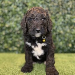 Adopt a dog:5 x F1b Standard Groodles (DNA Clear) Free Delivery Sydney//Male/Younger Than Six Months,5 x beautiful purebred F1b Standard Groodle puppies available to a loving home. Ready to go from the 29th November and we can deliver them to Sydney on this date.- 5 x MalesPuppies come :- With first round of vaccinations & microchipped- Vet check report- 6 weeks free pet insurance- Not desexed- Wormed every 2 weeksThe puppies have been raised indoors and outdoors, and around children and other puppies. These puppies will be low shedding, some do have more of a non-shedding/poodle type coat, some have more of the typical first generation groodle look that will be wavy and fleece. Similar to bordoodle, labradoodle, Aussiedoodle.The father is a DNA Clear 25kg Black Parti Standard Poodle, the mother is a 28kg DNA tested Clear Standard Groodle. We own both parents and I can send photos of parents on request.Once our puppies leave, we:- Would love to see updates!- Offer a rehoming policy- Offer a 18 month health guarantee- Have a Facebook page you can stay in touch or see other puppies we have bred- Offer support and are free to talk at any time throughout your puppies lifeWe are located in Nyngan NSW, can get to Dubbo at any stage. Road transport is usually organised from Dubbo. There will be free transport to Sydney, with a chosen meeting location and time. Happy to arrange other freight at buyers expense, flights from Sydney to another capital city are usually around $300Full members of AAPDB: 16947BIN: B000738270We have a website & Facebook page Country Canine Co. Please look on our Facebook group Country Canine Co. Families for photos of the previous litter as adults.