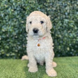 Adopt a dog:5 x F1b Standard Groodles (DNA Clear) Free Delivery Sydney//Male/Younger Than Six Months,5 x beautiful purebred F1b Standard Groodle puppies available to a loving home. Ready to go from the 29th November and we can deliver them to Sydney on this date.- 5 x MalesPuppies come :- With first round of vaccinations & microchipped- Vet check report- 6 weeks free pet insurance- Not desexed- Wormed every 2 weeksThe puppies have been raised indoors and outdoors, and around children and other puppies. These puppies will be low shedding, some do have more of a non-shedding/poodle type coat, some have more of the typical first generation groodle look that will be wavy and fleece. Similar to bordoodle, labradoodle, Aussiedoodle.The father is a DNA Clear 25kg Black Parti Standard Poodle, the mother is a 28kg DNA tested Clear Standard Groodle. We own both parents and I can send photos of parents on request.Once our puppies leave, we:- Would love to see updates!- Offer a rehoming policy- Offer a 18 month health guarantee- Have a Facebook page you can stay in touch or see other puppies we have bred- Offer support and are free to talk at any time throughout your puppies lifeWe are located in Nyngan NSW, can get to Dubbo at any stage. Road transport is usually organised from Dubbo. There will be free transport to Sydney, with a chosen meeting location and time. Happy to arrange other freight at buyers expense, flights from Sydney to another capital city are usually around $300Full members of AAPDB: 16947BIN: B000738270We have a website & Facebook page Country Canine Co. Please look on our Facebook group Country Canine Co. Families for photos of the previous litter as adults.