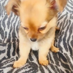 ❤️Amazing Tiny Pure Chihuahua pups MUST SEE!!❤️/Chihuahua (Long Coat)/Both/Younger Than Six Months,***SERIOUS ENQUIRIES ONLY***PRICE REDUCED THESE TINY CHIHUAHUA PUPS ARE LOOKING FOR WONDERFUL PET HOMES