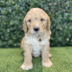 Adopt a dog:5 x F1b Standard Groodles (DNA Clear) Free Delivery Sydney//Male/Younger Than Six Months,5 x beautiful purebred F1b Standard Groodle puppies available to a loving home. Ready to go from the 29th November and we can deliver them to Sydney on this date.- 5 x MalesPuppies come :- With first round of vaccinations & microchipped- Vet check report- 6 weeks free pet insurance- Not desexed- Wormed every 2 weeksThe puppies have been raised indoors and outdoors, and around children and other puppies. These puppies will be low shedding, some do have more of a non-shedding/poodle type coat, some have more of the typical first generation groodle look that will be wavy and fleece. Similar to bordoodle, labradoodle, Aussiedoodle.The father is a DNA Clear 25kg Black Parti Standard Poodle, the mother is a 28kg DNA tested Clear Standard Groodle. We own both parents and I can send photos of parents on request.Once our puppies leave, we:- Would love to see updates!- Offer a rehoming policy- Offer a 18 month health guarantee- Have a Facebook page you can stay in touch or see other puppies we have bred- Offer support and are free to talk at any time throughout your puppies lifeWe are located in Nyngan NSW, can get to Dubbo at any stage. Road transport is usually organised from Dubbo. There will be free transport to Sydney, with a chosen meeting location and time. Happy to arrange other freight at buyers expense, flights from Sydney to another capital city are usually around $300Full members of AAPDB: 16947BIN: B000738270We have a website & Facebook page Country Canine Co. Please look on our Facebook group Country Canine Co. Families for photos of the previous litter as adults.