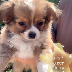 ❤️Amazing Tiny Pure Chihuahua pups MUST SEE!!❤️/Chihuahua (Long Coat)/Both/Younger Than Six Months,***SERIOUS ENQUIRIES ONLY***PRICE REDUCED THESE TINY CHIHUAHUA PUPS ARE LOOKING FOR WONDERFUL PET HOMES