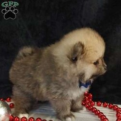 Kyler/Pomeranian									Puppy/Male	/6 Weeks,Hi there, meet this adorable little puppy named Kyler. Pomeranians are sweet smart and eager to please! This little guy will make the perfect addition to your family. Both parents are super sweet. I this little guy is estimated to be around five six pounds full grown. If you would like to meet or adopt this little sweetheart please text or call Barb. Best time to get a hold of me is Monday through Saturday. A non-refundable deposit of $150 will hold the puppy for you.
