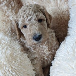 F2 Double Doodles, Sheepadoodle x Goldendoodle/Sheepadoodle x Goldendoodle/Mixed Litter/6 weeks,**** Ready to leave 21st November****

We are delighted to announce the safe arrival of nine Double Doodles, these pups are rare, they combine the intelligent calming nature of the Old English Sheepdog with the intelligent energetic nature of the Golden Retriever and of course not forgetting the intelligent and lovely nature of the standard poodle, all pups will have lovely non shedding coats.

We require only A* homes for our pups so please be aware we do ask lots of questions and similarly you are free to ask as many questions as you like.

Pups have been brought up in the family home with the six dogs that we have, four cats and lots and lots of visitors, they are used to lots of cwtches and cuddles and love alot of attention.

We own mum and dad and they are both here for you to meet, also their grandmother. Pups will leave with four weeks Petplan insurance and an extensive puppy pack, they will be very checked, wormed, have their first vaccines and be microchipped.

We love to keep in touch with owners and would ask for regular updates, we have a private Facebook account and WhatsApp where you can post pictures and ask other owners any questions you may have.

We offer a lifetime of help and support and having a vet nurse in the family are always here to help with anything we can.

We have :-

Boo, girl, purple collar, AVAILABLE
Salem, girl, yellow collar, AVAILABLE
Pumpkin, girl, orange collar, RESERVED
Winifred, girl, pink collar, AVAILABLE
Stevie, girl, blue collar, AVAILABLE
Ghost, boy, black collar, RESERVED
Hocus, boy, red collar, AVAILABLE
Pocus, boy, green collar, AVAILABLE
Sanderson, boy, grey collar, RESERVED