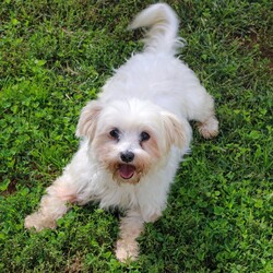 Adopt a dog:Camilla/Maltese/Female/Adult,I could be your couch potato.

As long as you don’t mind this little potato snuggled on your lap.

At first meeting I may be a little bashful.

But, it doesn’t take long for me to open my heart to you.

I wouldn’t mind a compatible furry friend to keep me company if you have to go out.

Mostly though, I just can’t wait to spend the rest of my days loving you.

Big walks and lots of exercise aren’t really my favorite thing.

So, a little fenced yard would be ideal when nature calls.

I find my happy place is by your side or in a comfy bed where the sunshine comes in through the window.

Have you pictured me there already?

 Good! 

Now, go fill out that application so you can have me there forever.