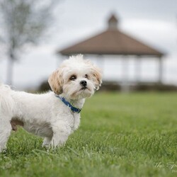 Adopt a dog:Sprocket/Bichon Frise/Male/Adult,This is our adoptable dog...if you or anyone you know is interested in adopting this dog please contact: DogGoneInn@Yahoo.com

Name: 		Gizmo
Gender: 	Neutered 
Color:		White
DOB:		06/25/2018
Breed:		Teddy Bear (Bichon Frise/Shih Tzu Mix) 
Weight:	08 lbs
Notes: 	I am a local owner surrender when they were no longer able to keep me. I previously lived with adults, children, and dogs.  Cats are unknown, but I think I would do fine.  I am part of a bonded pair with my sister, Daisy and we need to be placed together.  I am a little anxious, especially during thunderstorms, but in my defense, they can be scary! I am housebroken, and very friendly.  I love to be with you and love attention. 

There is an adoption process along with a donation. 

*Please apply here: http://goo.gl/forms/XPuk6w9615GXqo0x2

*Please email to set up an appointment DogGoneInn@Yahoo.com or (315) 728-9344 or www.DGIPaws.org or www.DogGoneInn.com

Don't forget to like and follow us on Facebook, we get new animals in regularly.

Thank you for choosing rescue!