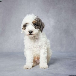 Teddy/Toy Poodle									Puppy/Male	/7 Weeks,AKC registered / Genetically tested Parents – Happy and healthy – F1 Cavapoo – Up to date on and deworming – Microchipped – 6 month health/1 year genetic guarantees(1yr/2yr if you remain on recommended food)- Full vet examination Call/text/email to schedule a time to come out and visit. We can ship to you, or can meet you at our airport. We can also meet in between if a reasonable distance.