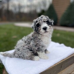 Marble/Mini Bernedoodle									Puppy/Female	/6 Weeks,Marble is a blue Merle female. Her dad a mini poodle weighing 16 pounds and mom is a Bernedoodle weighing 35 pounds. Marble is family raised. She will come with a health certificate, first shot and dewormed. She is ready for her new home on November 22. Please call or text to reserve her till she’s ready for her home.accepting $200 nonrefundable deposit cashapp PayPal Venmo or Zelle